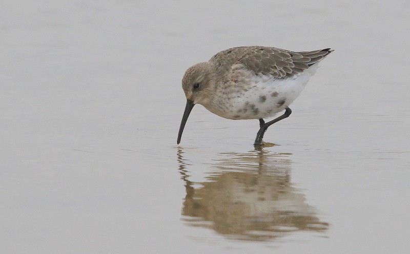 Dunlin - ML122231361