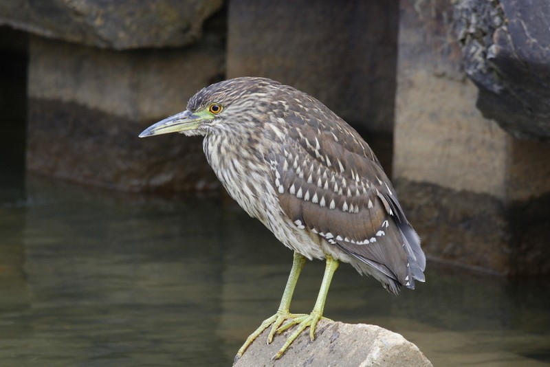 Black-crowned Night Heron - ML122231601