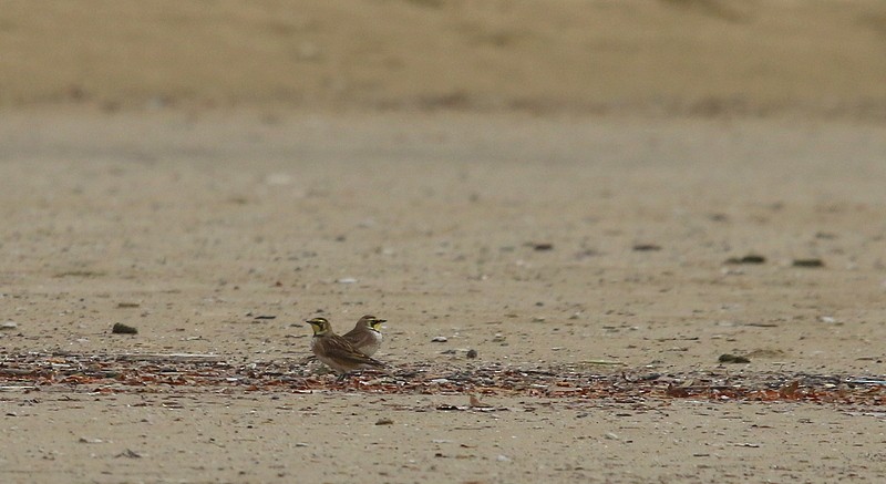 Horned Lark - ML122231681