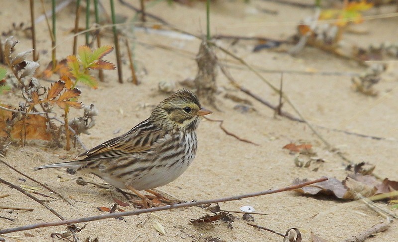 Savannah Sparrow - ML122231731