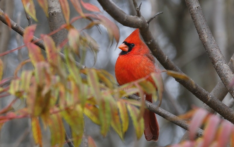 Cardinal rouge - ML122231831