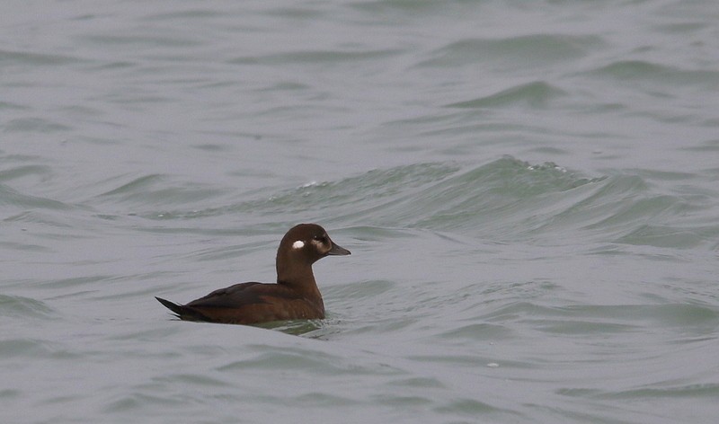 Harlequin Duck - ML122231911