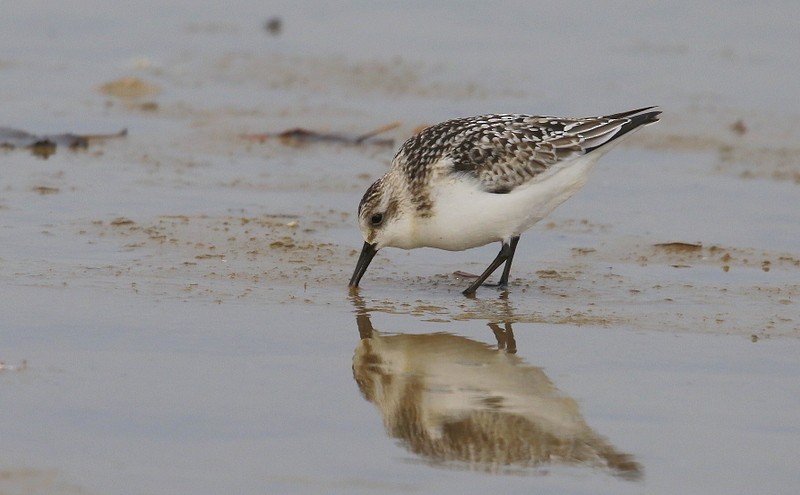 Sanderling - ML122231981