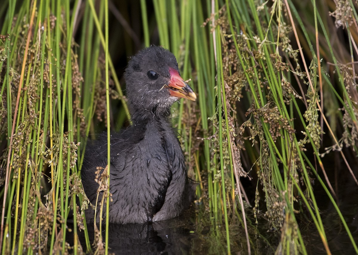 Dusky Moorhen - ML122232731