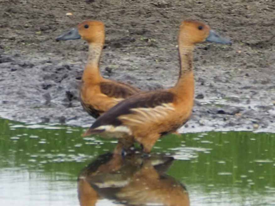 Dendrocygne fauve - ML122232771