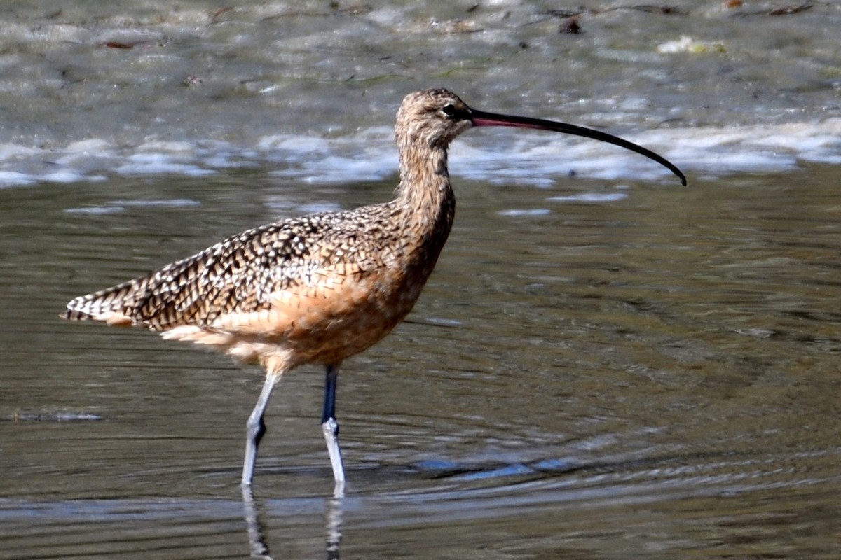 Long-billed Curlew - John Doty