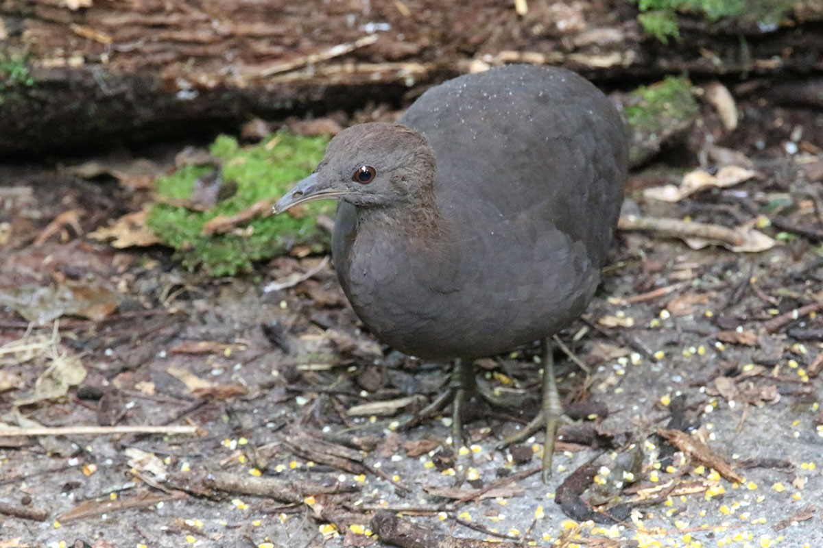 Tinamou cendré - ML122233391