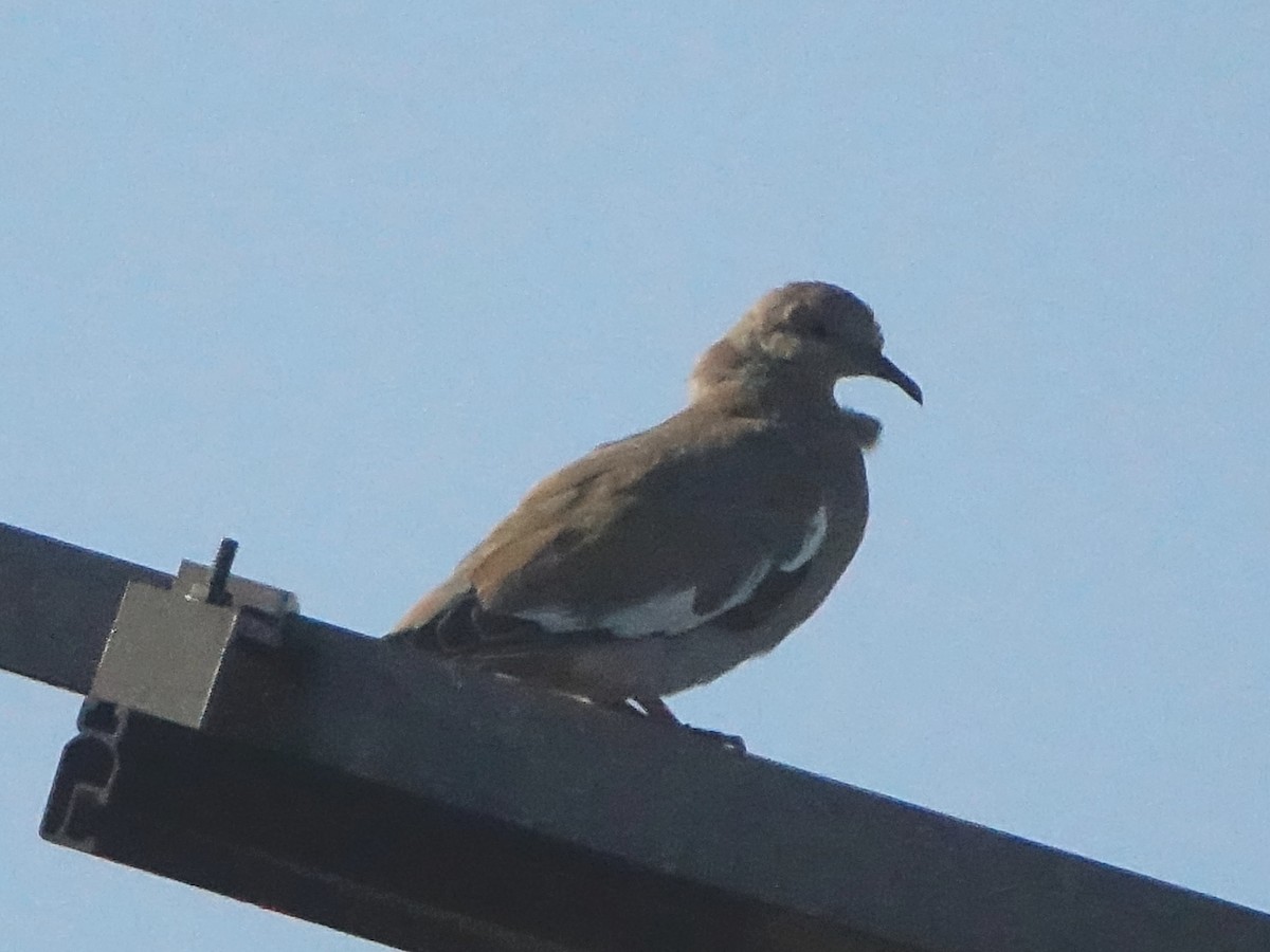 White-winged Dove - ML122233751