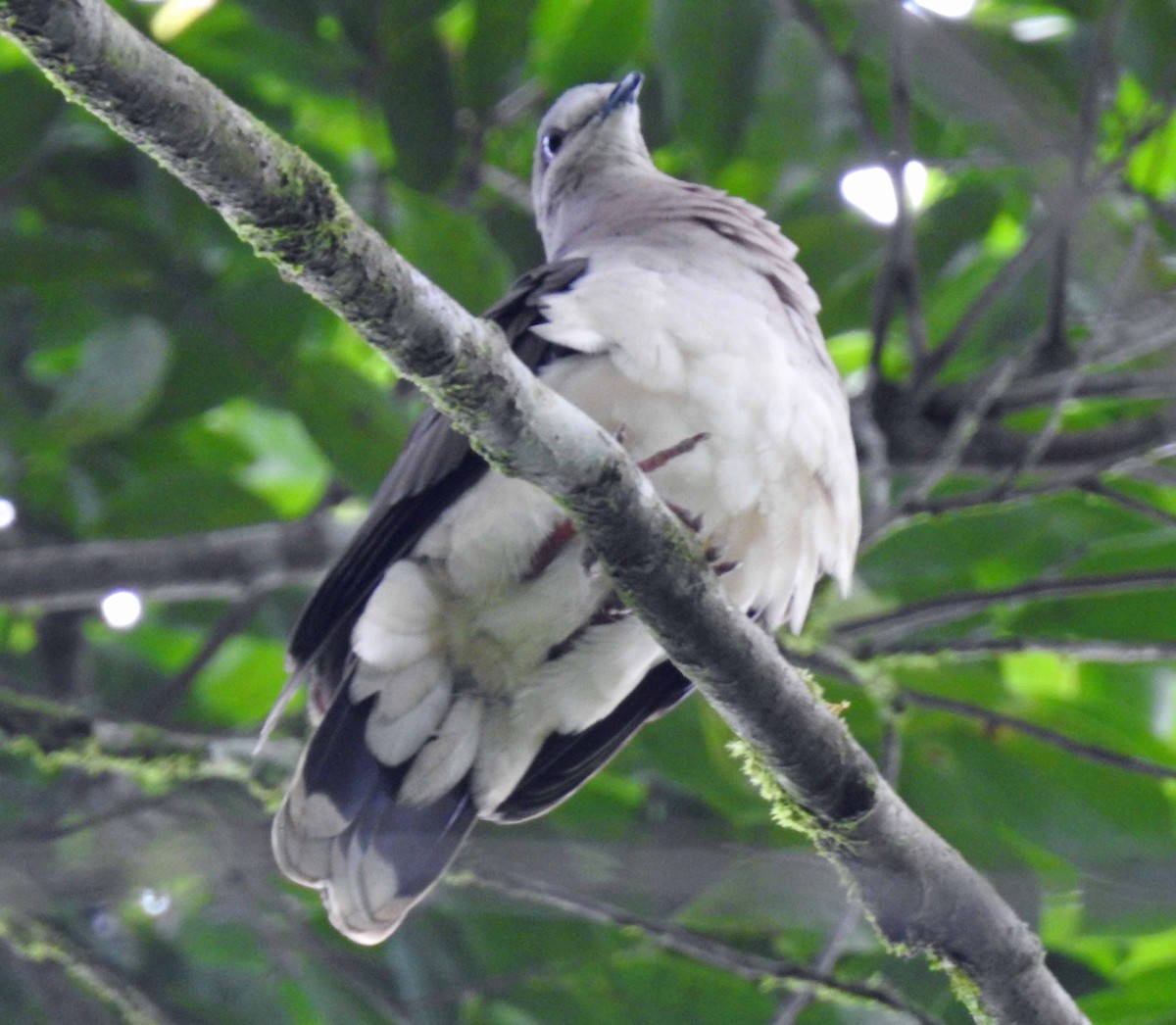 White-tipped Dove - Danilo Moreno