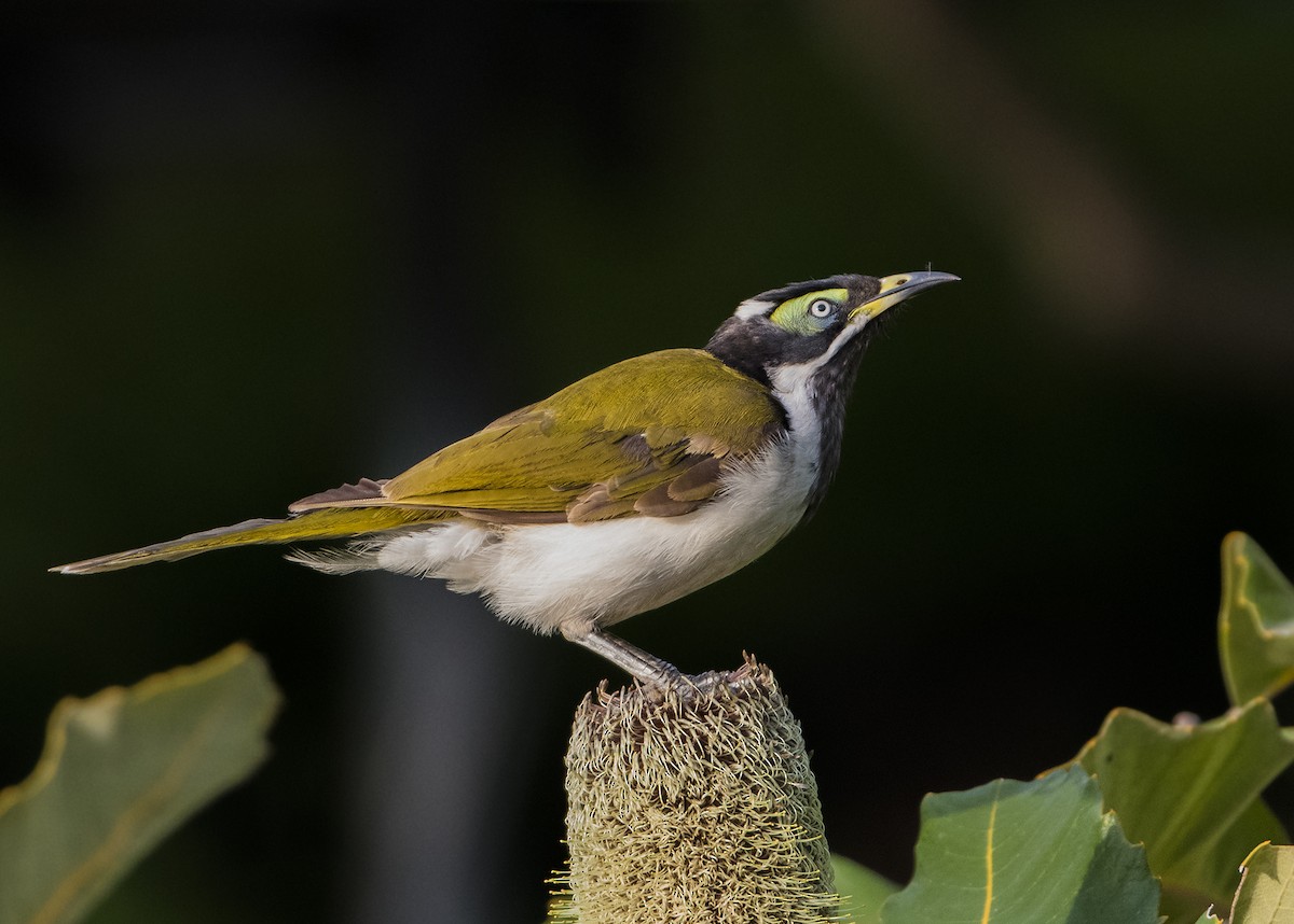 Blue-faced Honeyeater - ML122234171