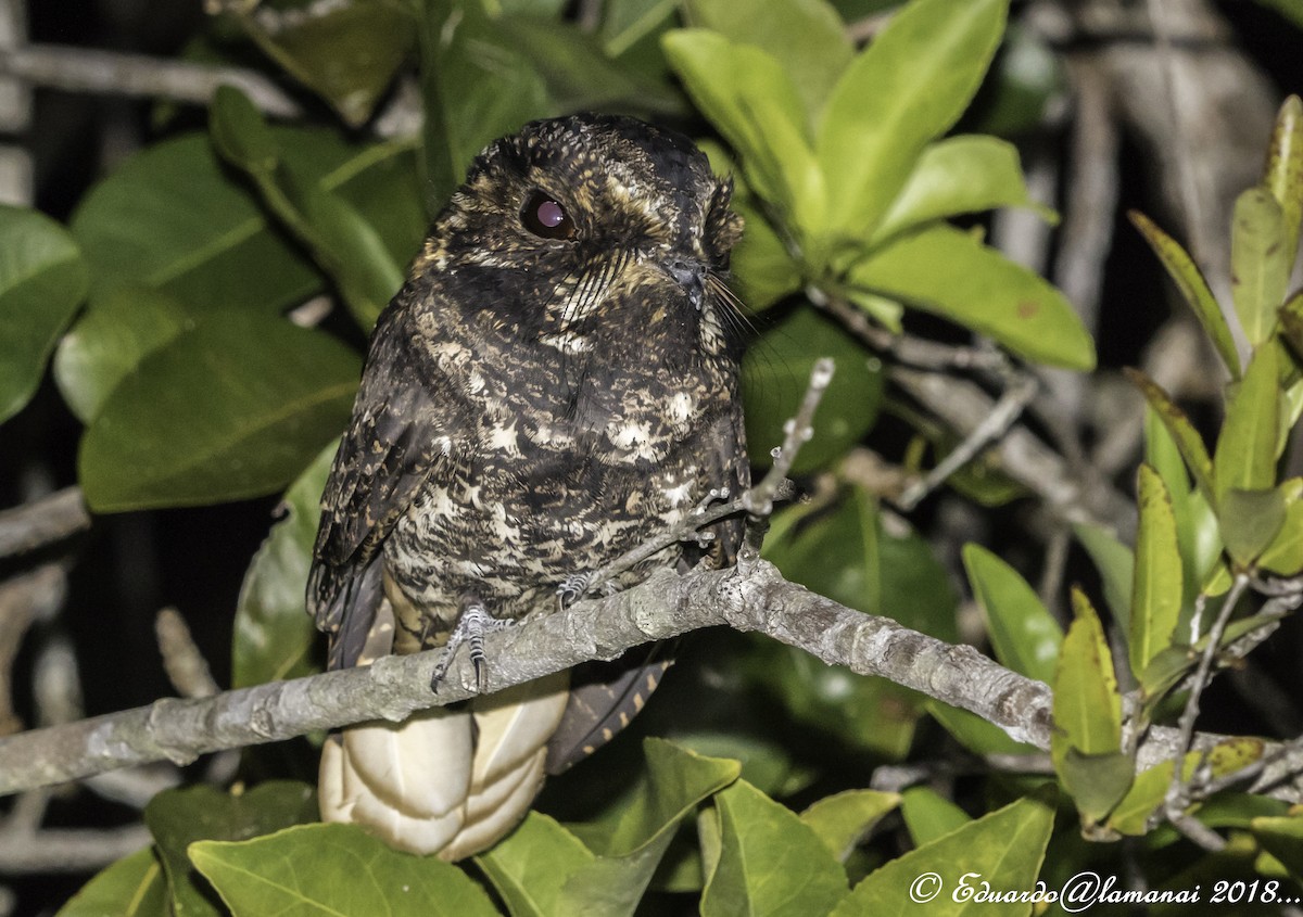 Yucatan Nightjar - ML122234811