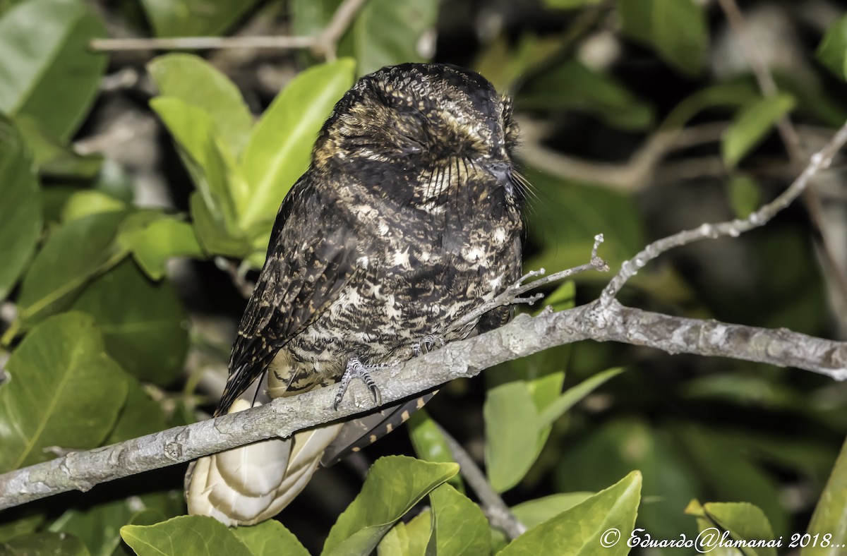 Yucatan Nightjar - Jorge Eduardo Ruano