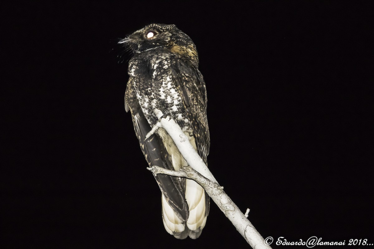 Yucatan Nightjar - Jorge Eduardo Ruano