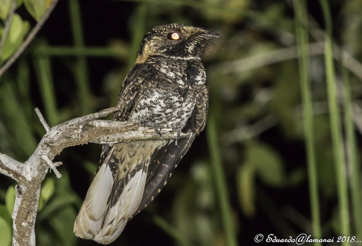 Yucatan Nightjar - ML122234931