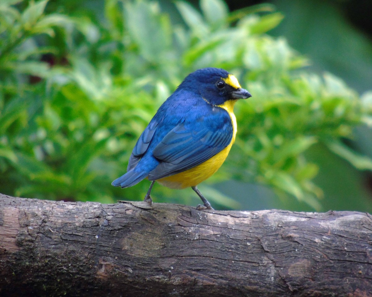 Yellow-throated Euphonia - Danilo Moreno