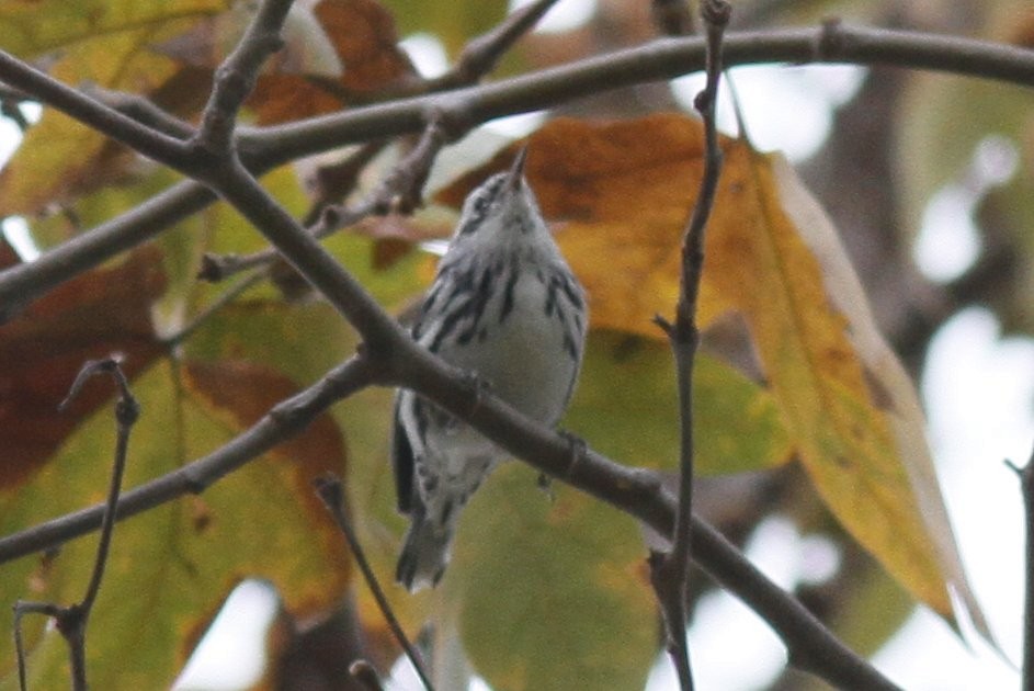 Black-and-white Warbler - ML122235521