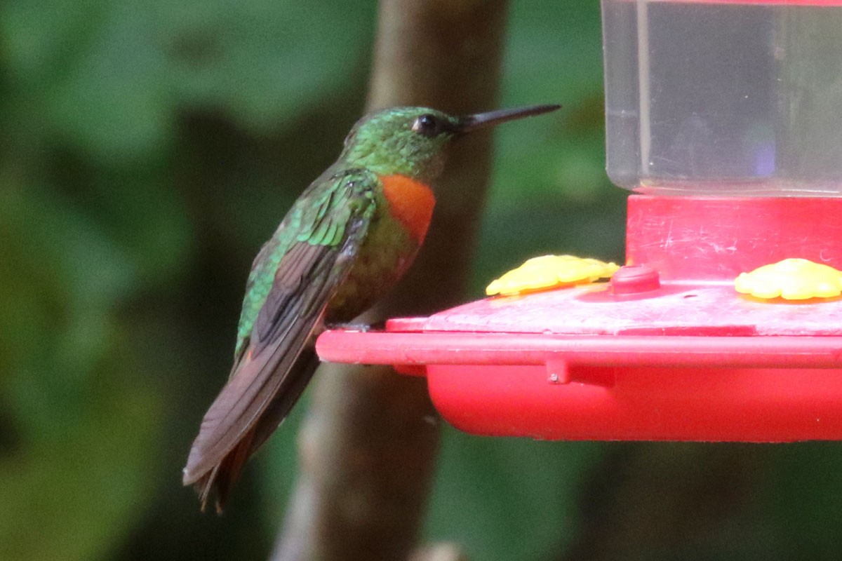 kolibřík nazlátlý - ML122236081