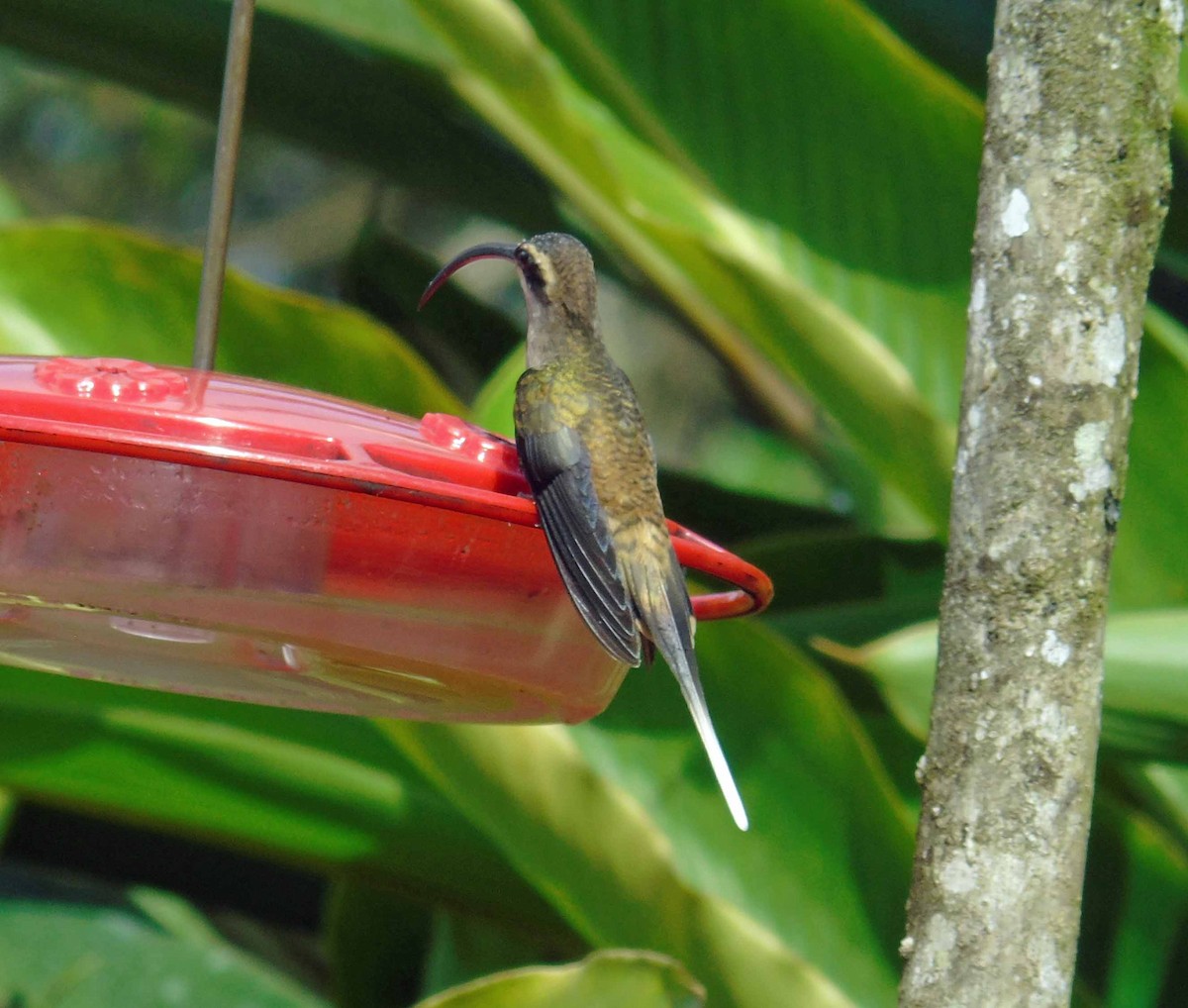 Long-billed Hermit - ML122236141