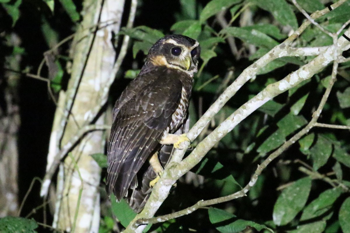 Band-bellied Owl - ML122237401