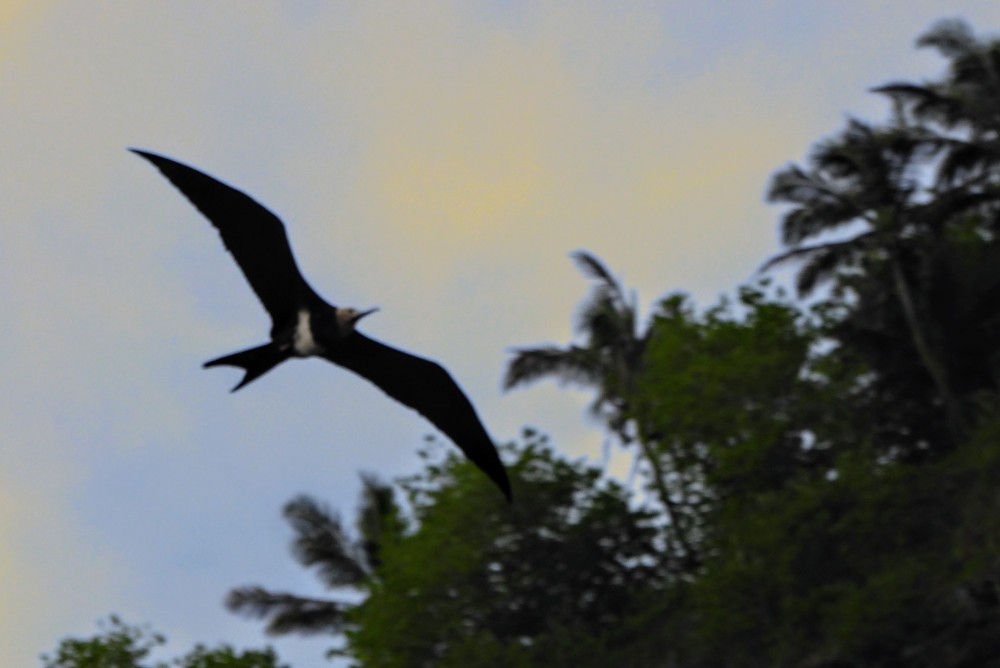 Lesser Frigatebird - ML122237971