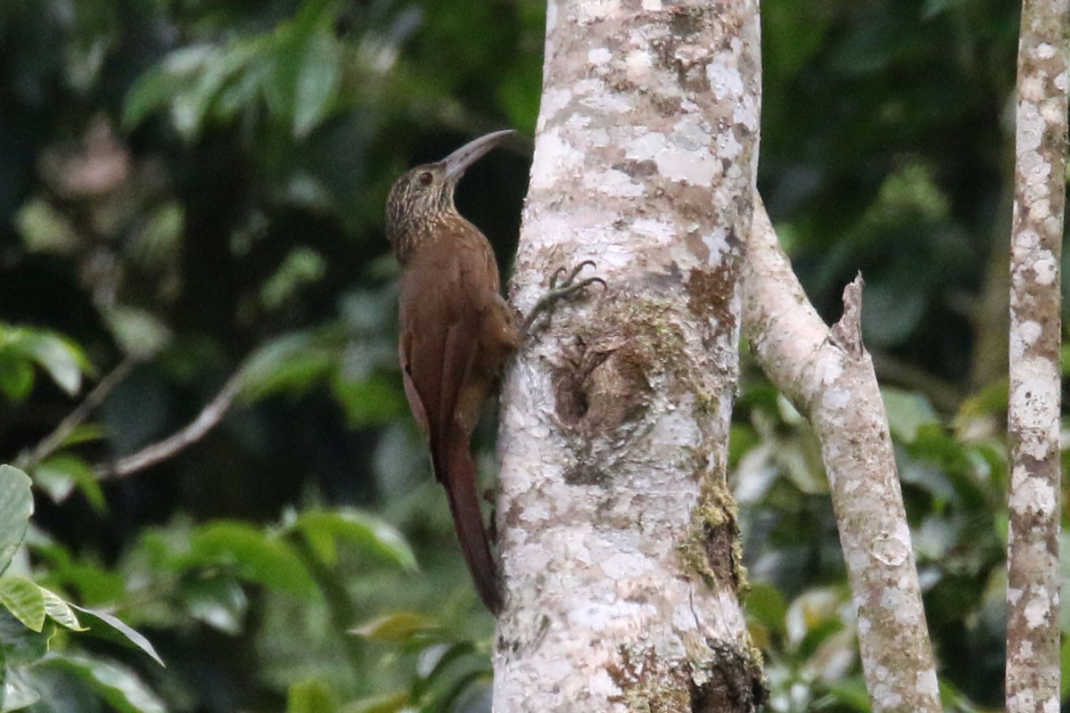 Strong-billed Woodcreeper - Noah Strycker