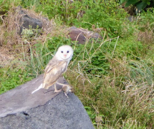 Eastern Barn Owl - ML122238541