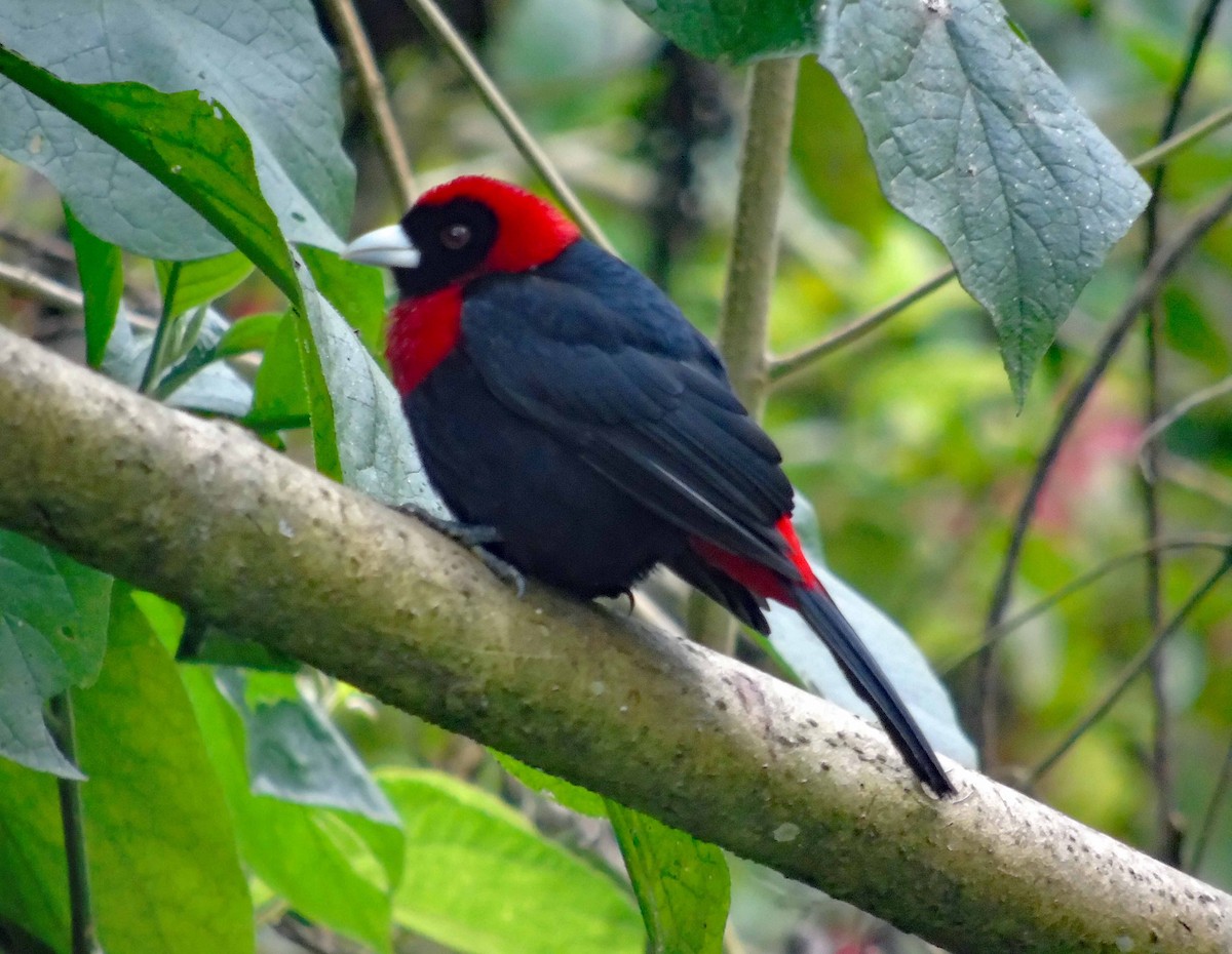 Crimson-collared Tanager - Danilo Moreno