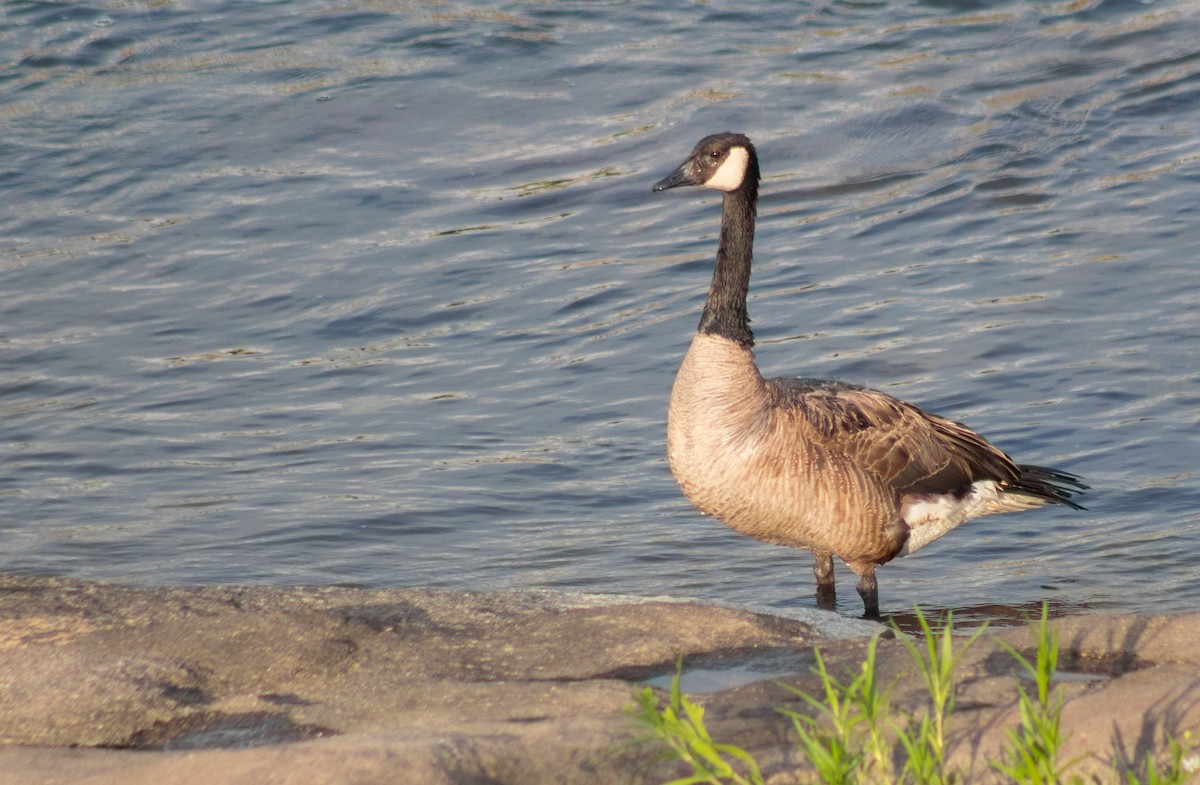 Canada Goose - ML122238811