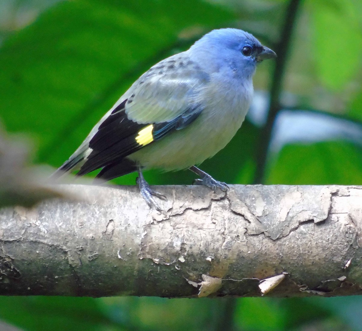 Yellow-winged Tanager - Danilo Moreno