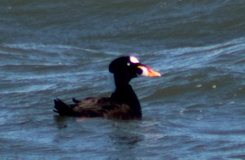 Surf/Black Scoter - Jenny Rogers