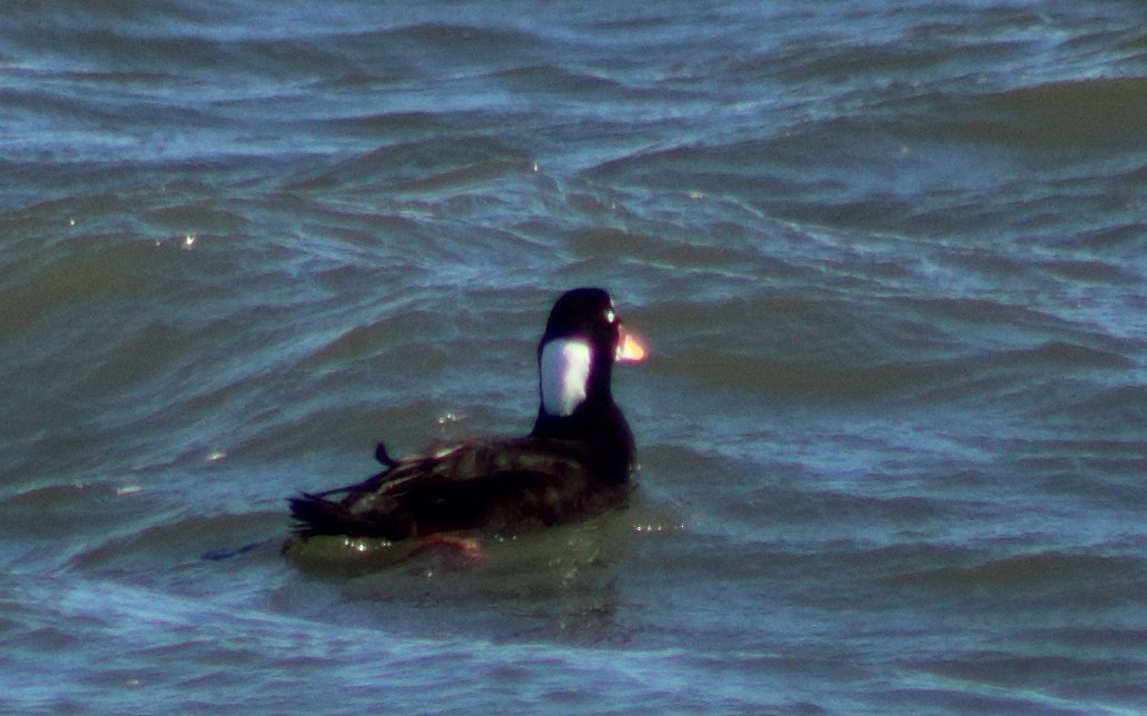 Surf/Black Scoter - Jenny Rogers