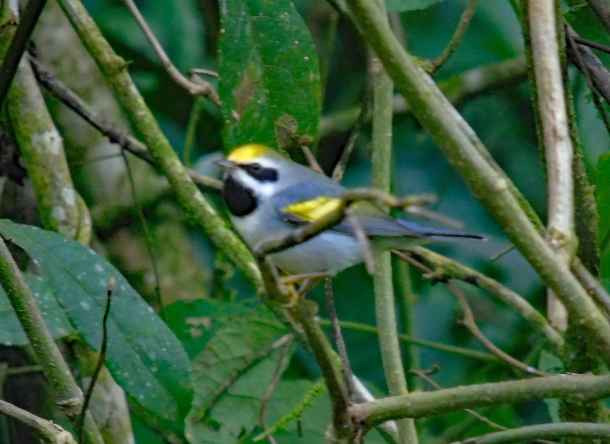 Golden-winged Warbler - Danilo Moreno