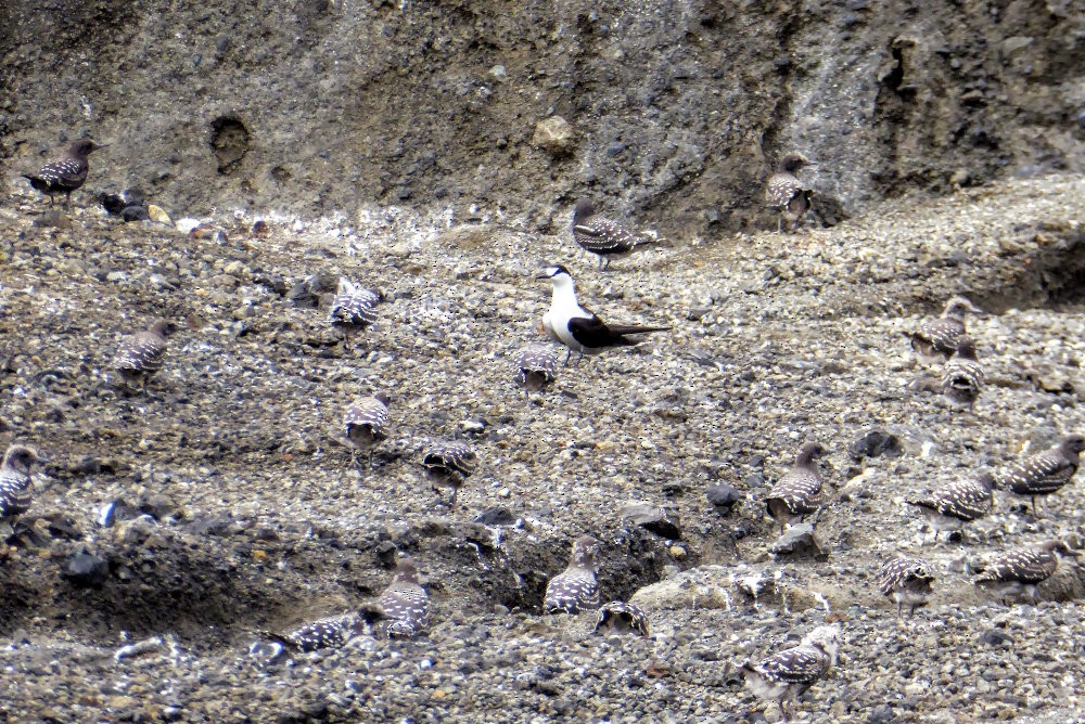 Sooty Tern - ML122240041