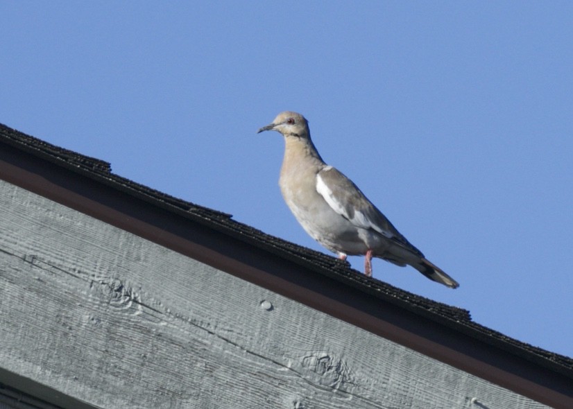 White-winged Dove - ML122240111