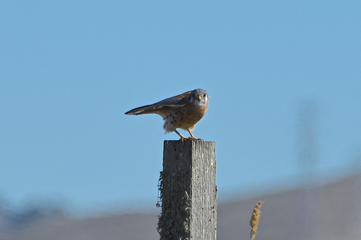 American Kestrel - Sue Gragg