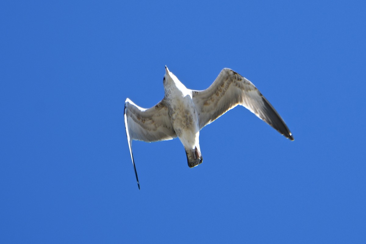 Ring-billed Gull - ML122240431