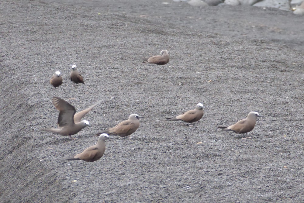 Brown Noddy - Dan Slayback