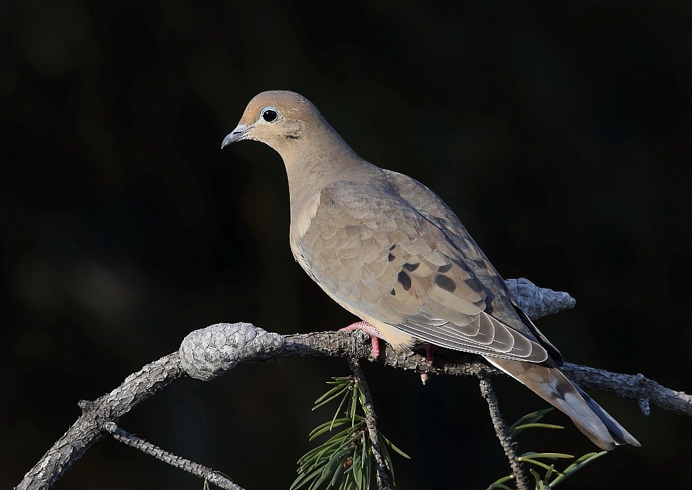 Mourning Dove - ML122241161