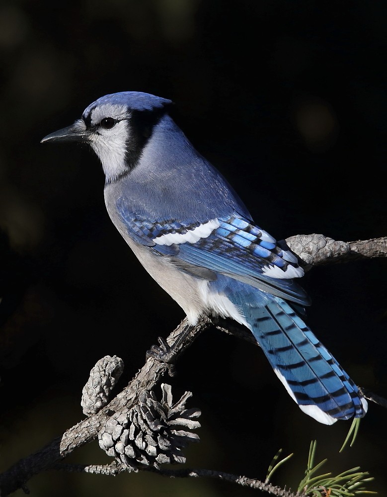 Blue Jay - Josée Rousseau