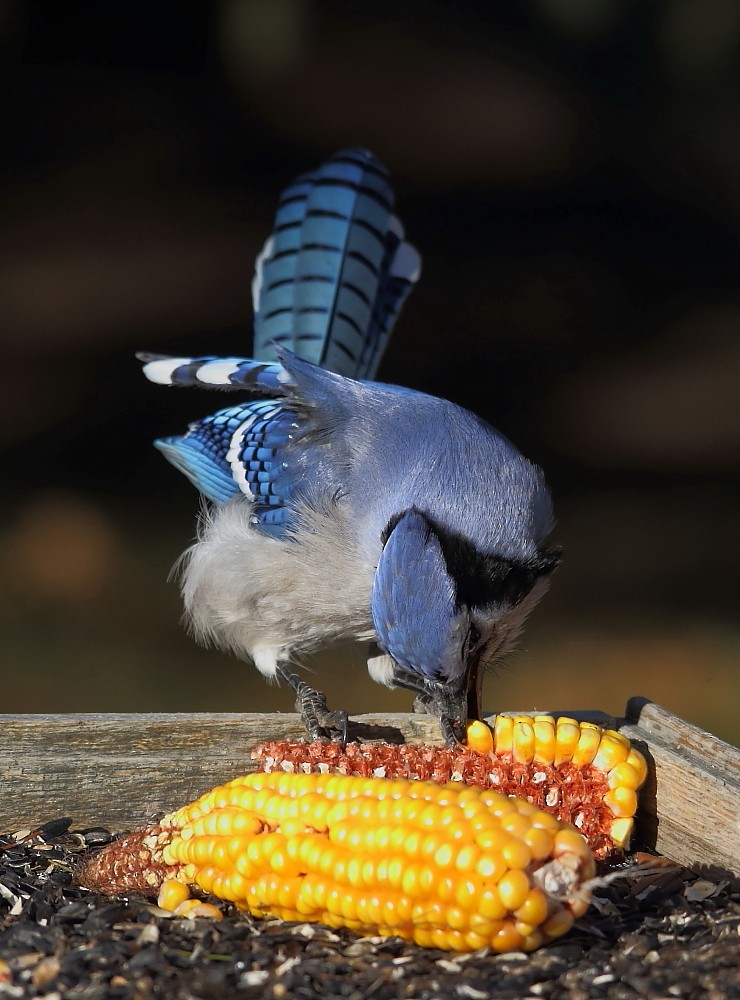 Blue Jay - Josée Rousseau