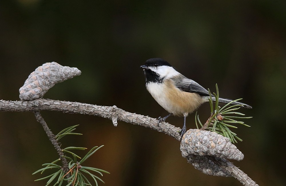 Black-capped Chickadee - ML122241501