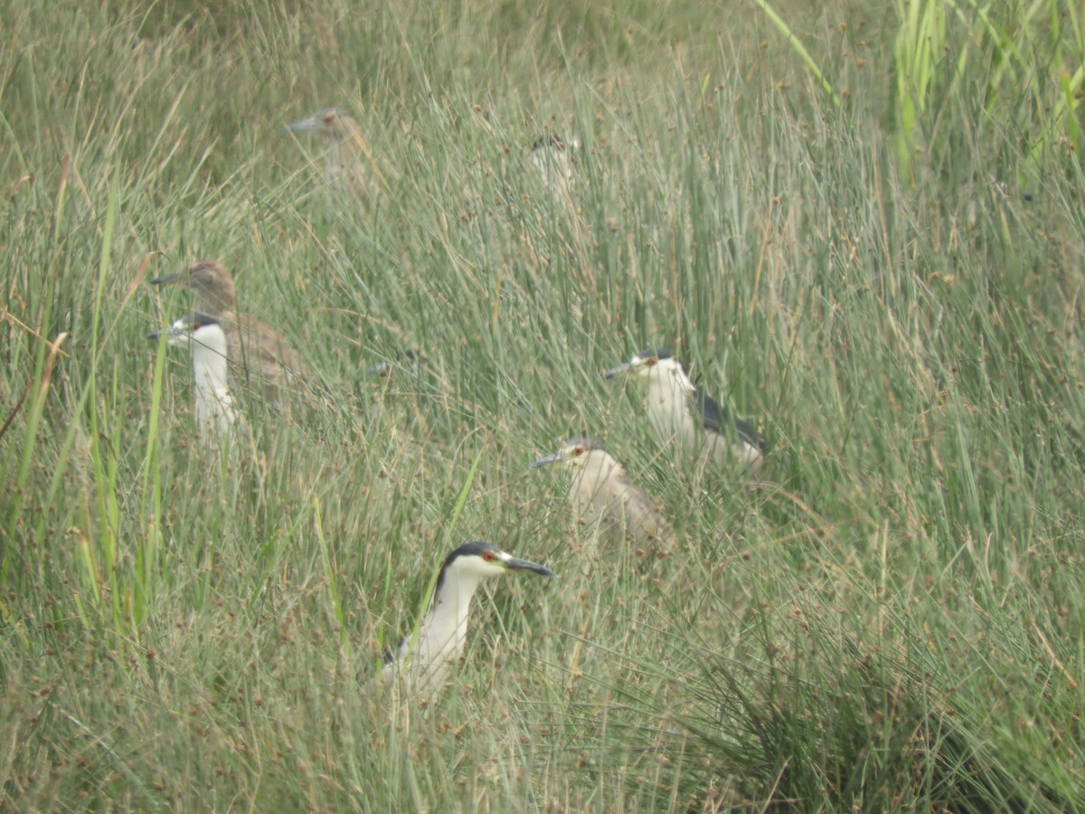 Black-crowned Night Heron - ML122241751