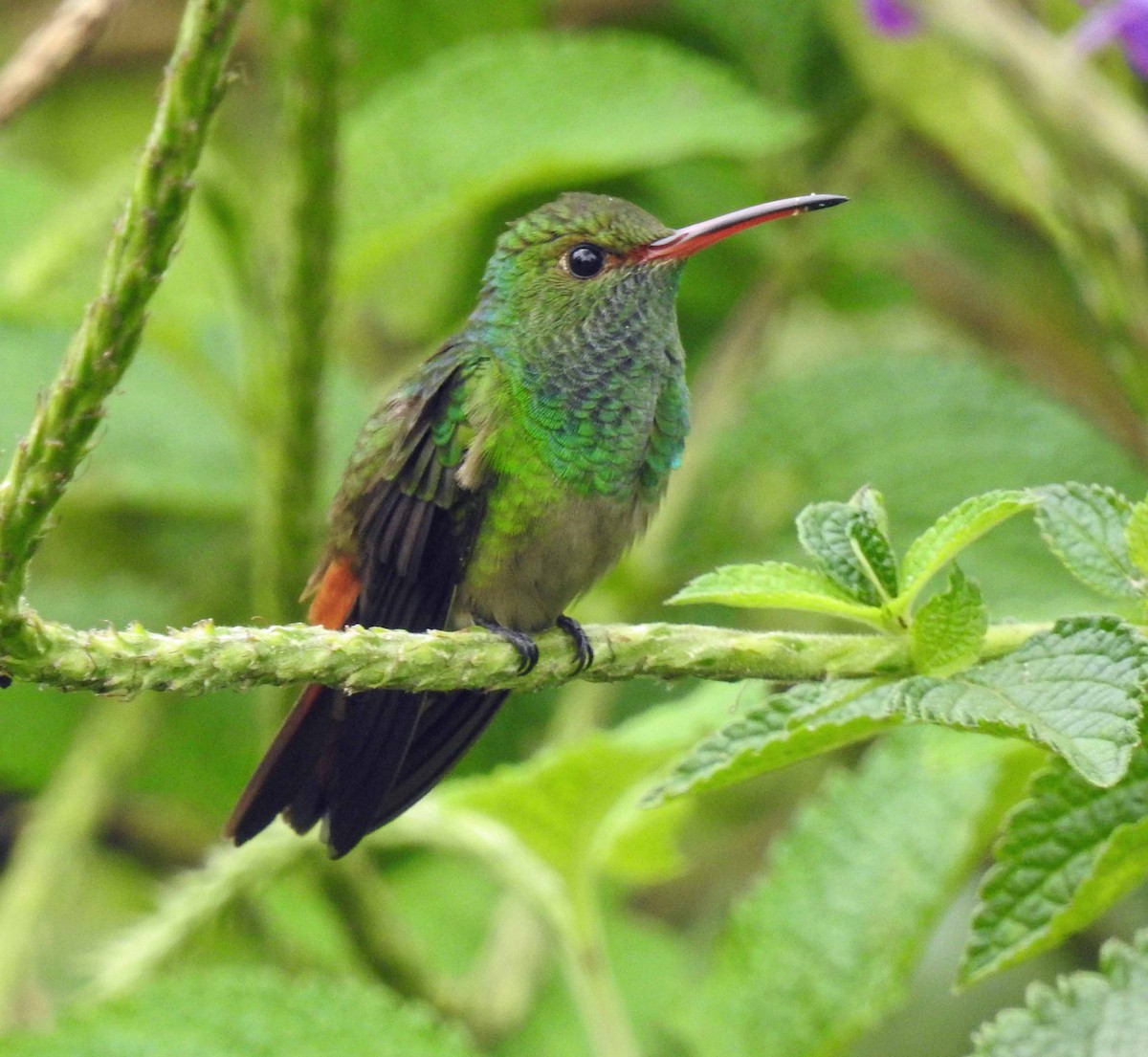 Rufous-tailed Hummingbird - Danilo Moreno