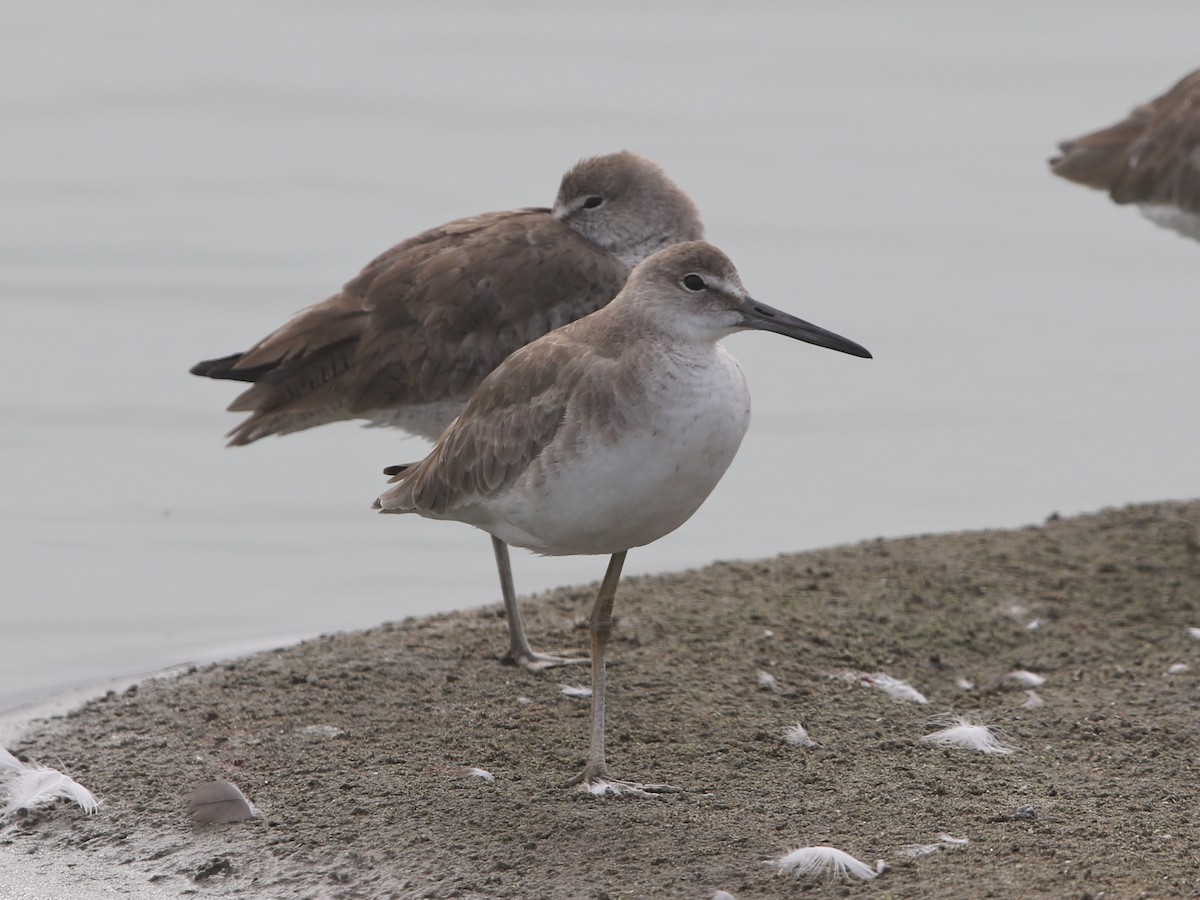 Willet - ML122243631