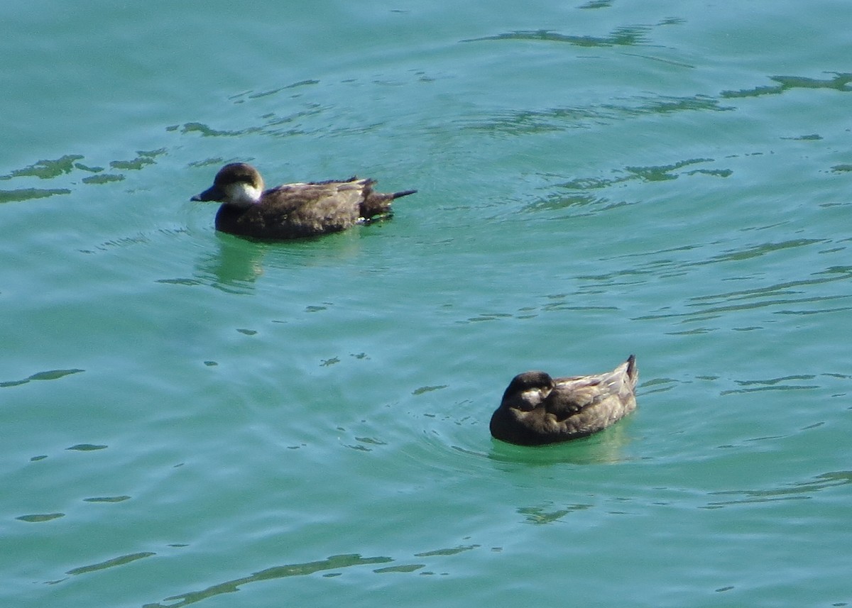 Black Scoter - ML122244401