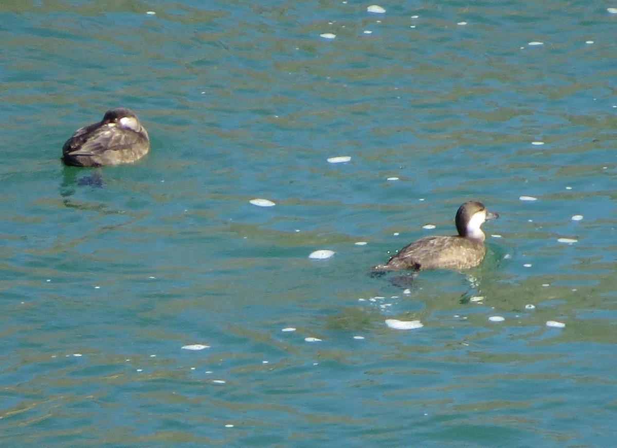 Black Scoter - ML122244431