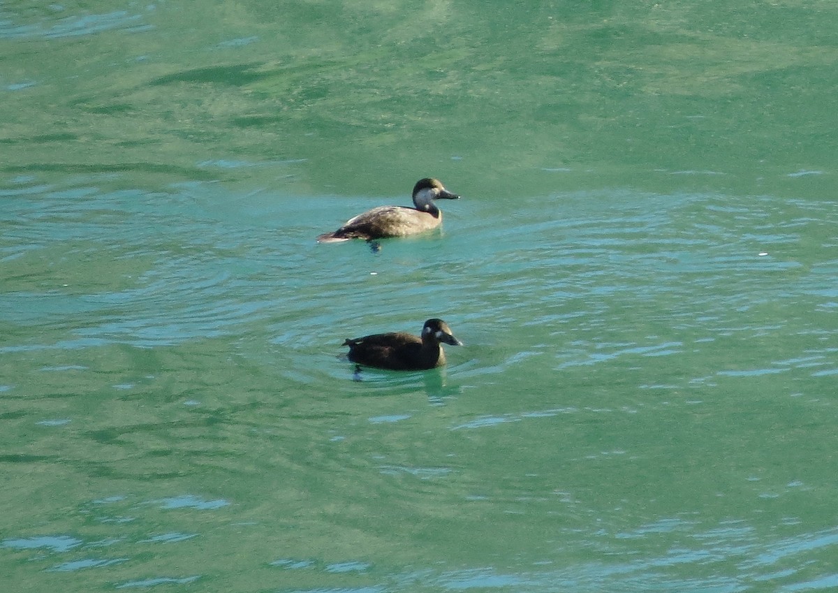 Black Scoter - ML122244581