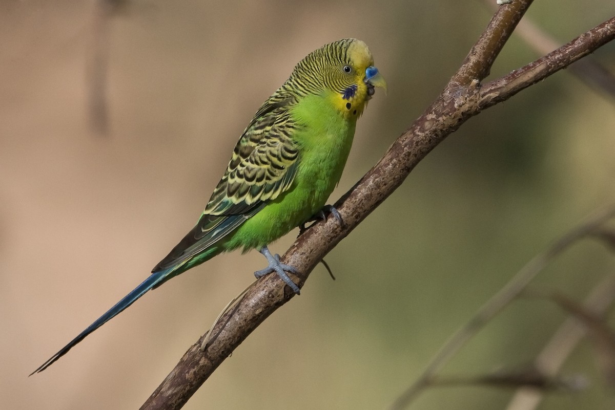 Budgerigar - ML122245631