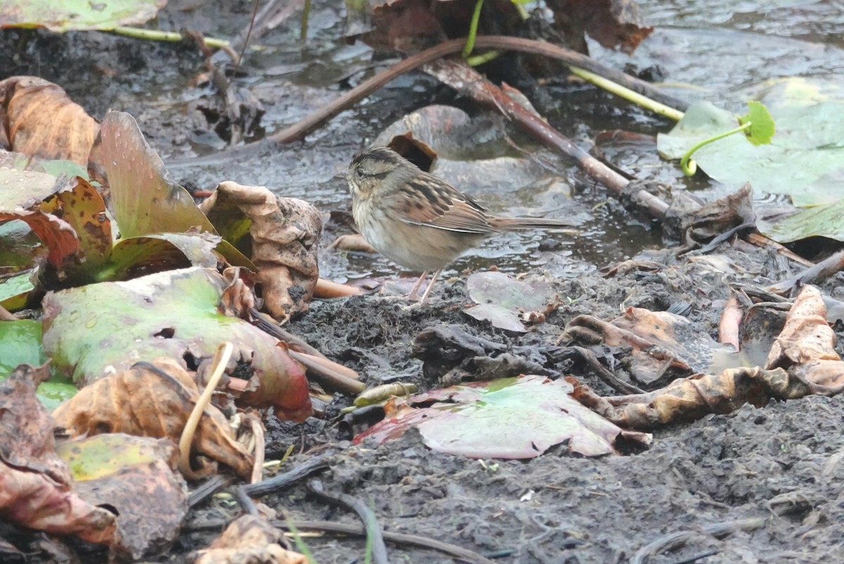 Swamp Sparrow - ML122245951