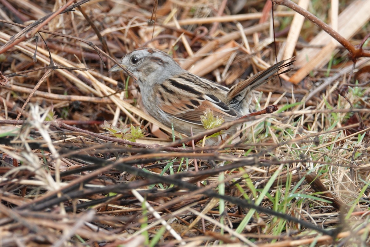 Swamp Sparrow - ML122246091